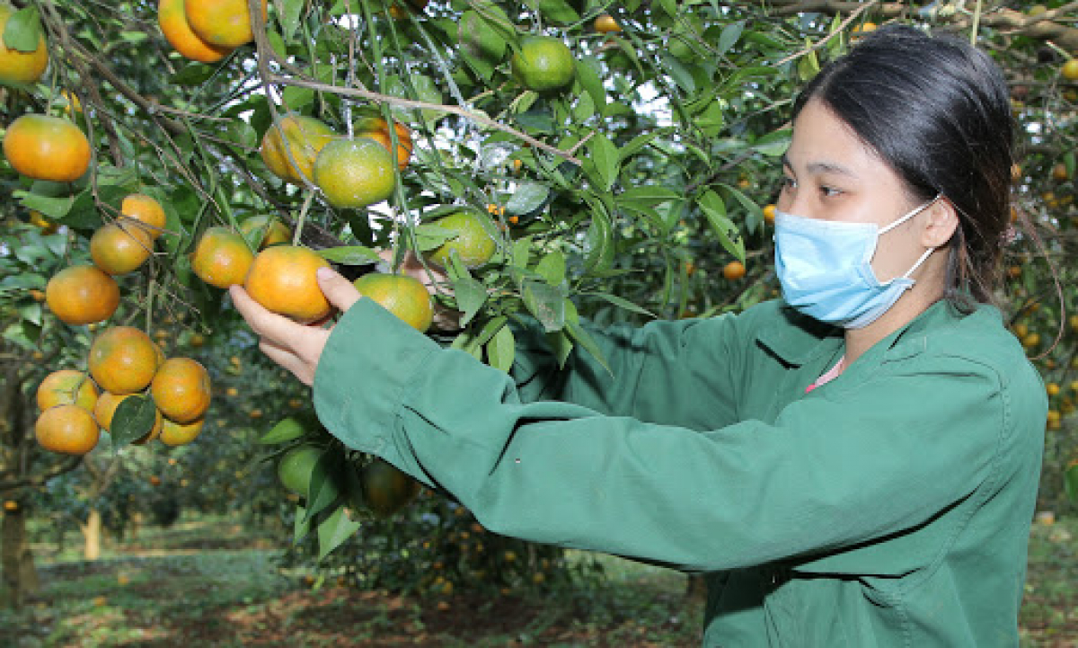 Vì sao nông sản 'sợ ế' doanh nghiệp vẫn 'đói' hàng?