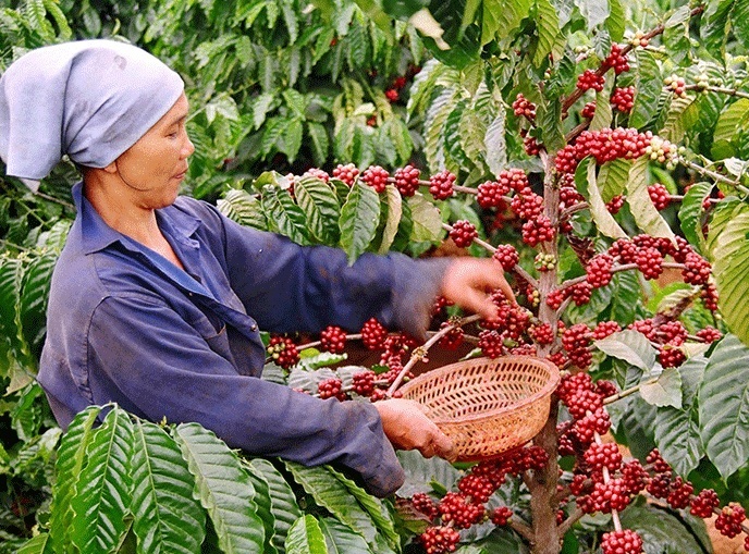 Giá cà phê đi ngang, người trồng cà phê rơi vào thế bị động