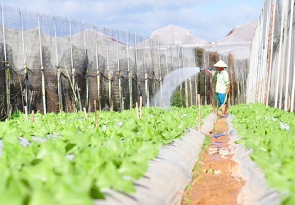 Nông nghiệp Đơn Dương 'mở khóa' thị trường nhờ sản xuất hiện đại