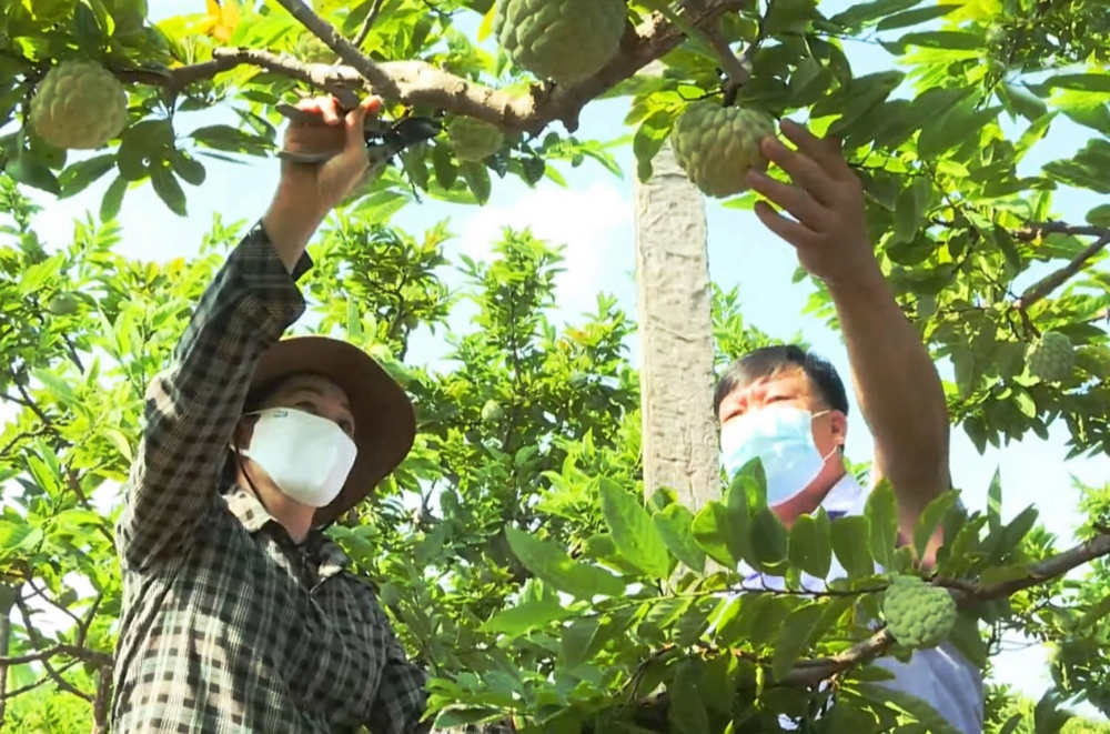Đổi mới tư duy, tạo 'đòn bẩy' cho nông nghiệp sạch