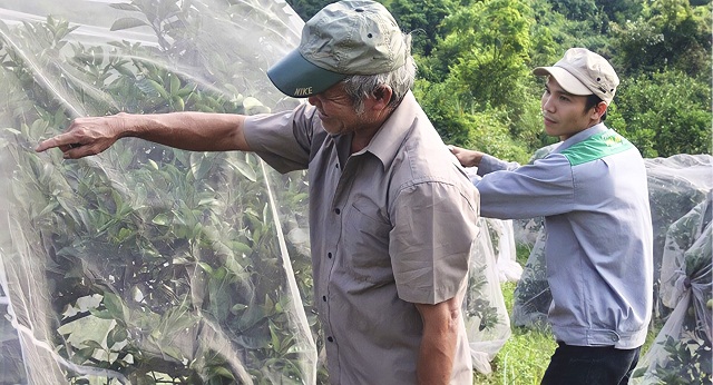 ‘Mắc màn’ phòng sâu bệnh cho vùng cam đặc sản Khe Mây