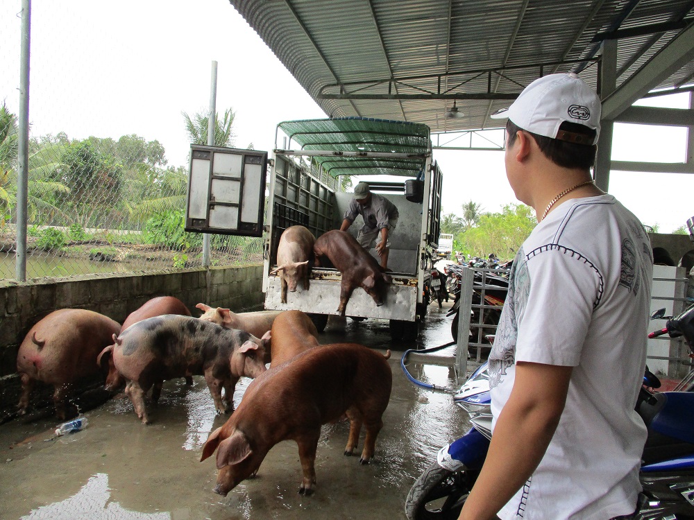 Dịch tả lợn châu Phi khiến giá lợn hơi chững lại