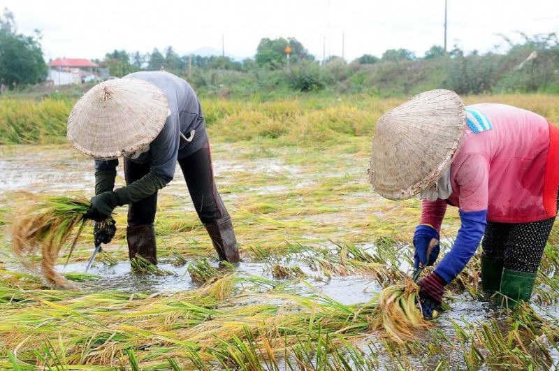 Làm gì để bao phủ bảo hiểm nông nghiệp?