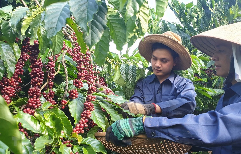 Giá cà phê đi ngang dưới 42.000 đồng/kg, người trồng chưa thực sự có lãi