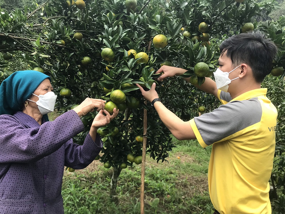 Quýt Mường Cơi thêm ngọt trên đất cằn nhờ sản xuất sạch