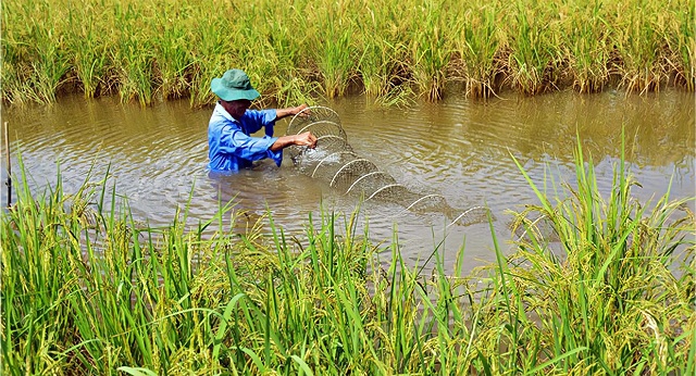 Nông dân Hồng Dân ‘thuận thiên’ với mô hình ‘con tôm ôm cây lúa’