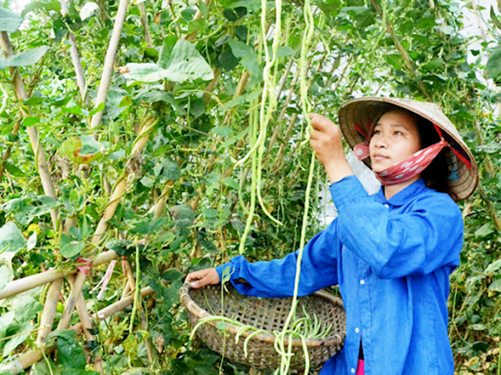 Giá trị xanh từ các HTX chuyên canh ở Hà Giang