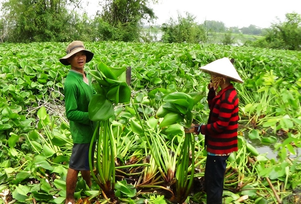 Lợi ích kép từ sản xuất phân hữu cơ từ lục bình