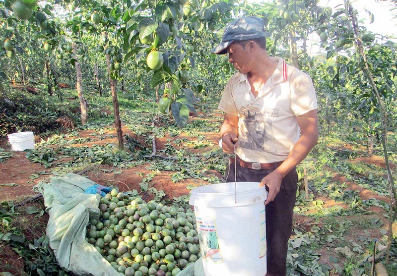 Nâng cao năng lực cho Tổ hợp tác phát triển