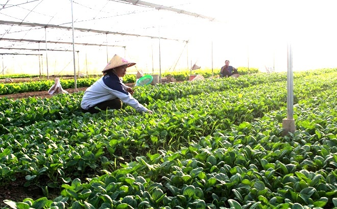 Đa dạng sản xuất, nâng cao giá trị nông nghiệp ở Trấn Yên