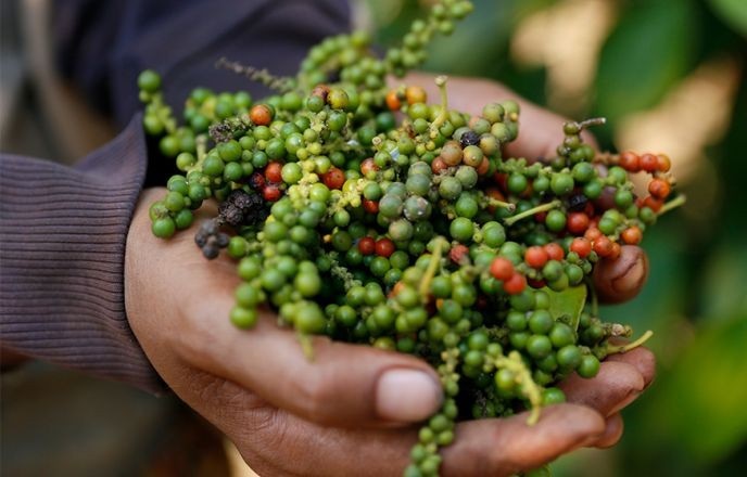 Giá tiêu trầm lắng, mức cao nhất là 83.500 đồng/kg