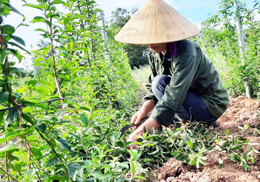Hiệu quả mô hình sản xuất nông nghiệp công nghệ cao ở Sơn Tây
