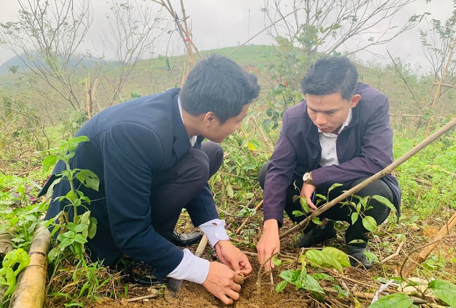 Đánh thức núi rừng từ dược liệu hữu cơ