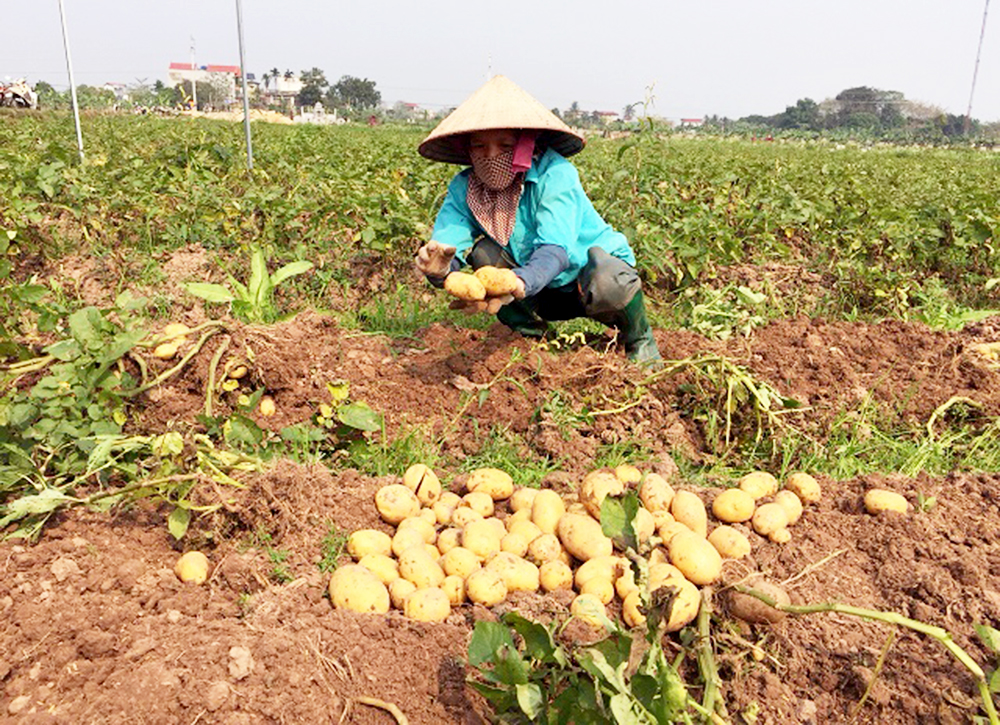 Nông nghiệp Yên Thịnh xây dựng chuỗi giá trị