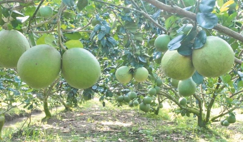 Sản xuất sạch, trái cây Kế Sách vững đầu ra