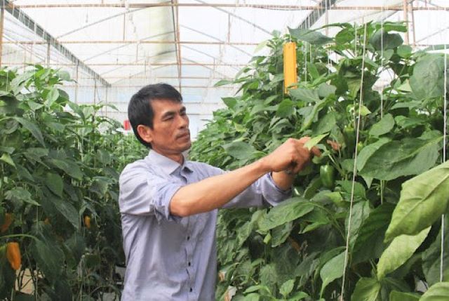 Đức Trọng tạo động lực cho HTX phát triển nông nghiệp công nghệ cao