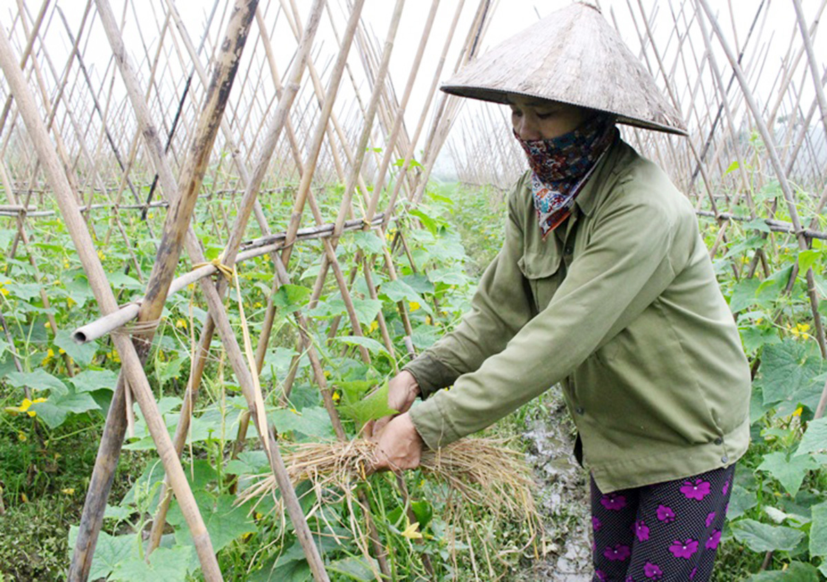 Nông nghiệp Tam Dương với những 'bước tiến xanh'