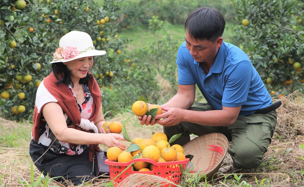Thu mùa vàng nhờ trồng cam 'xanh'