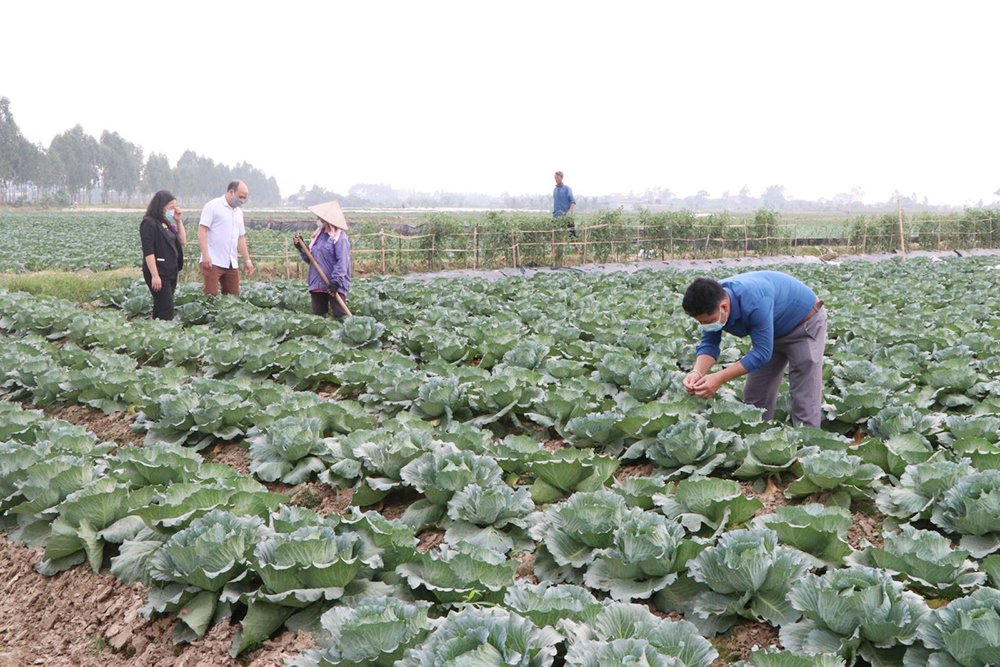'Sắc xanh' trong chuyển đổi cơ cấu nông nghiệp ở Gia Lộc