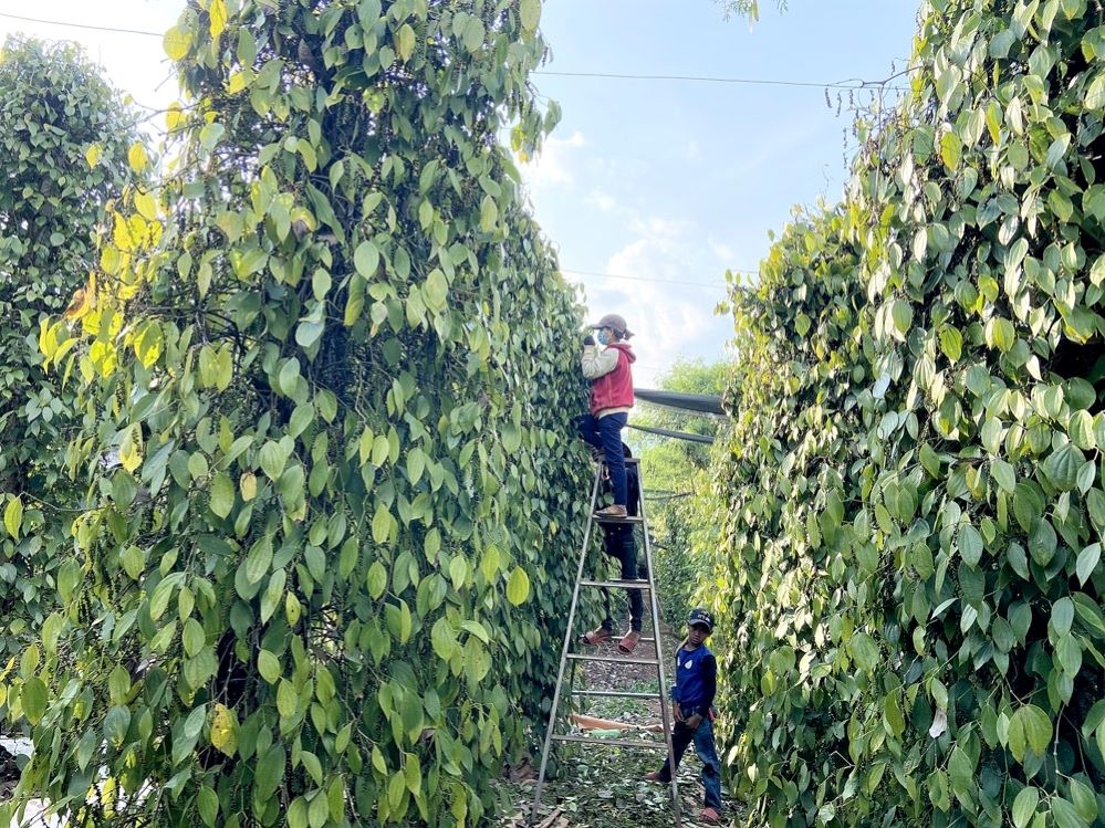 HTX tiên phong xây dựng thương hiệu ‘Gia Lai xanh’