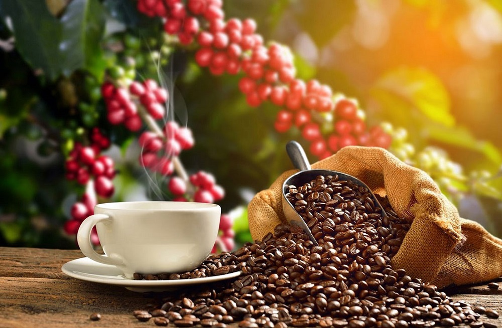 Giá cà phê tiếp đà tăng nhẹ 100 đồng/kg