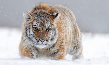 Những kỷ lục 'khủng' về loài hổ trên thế giới