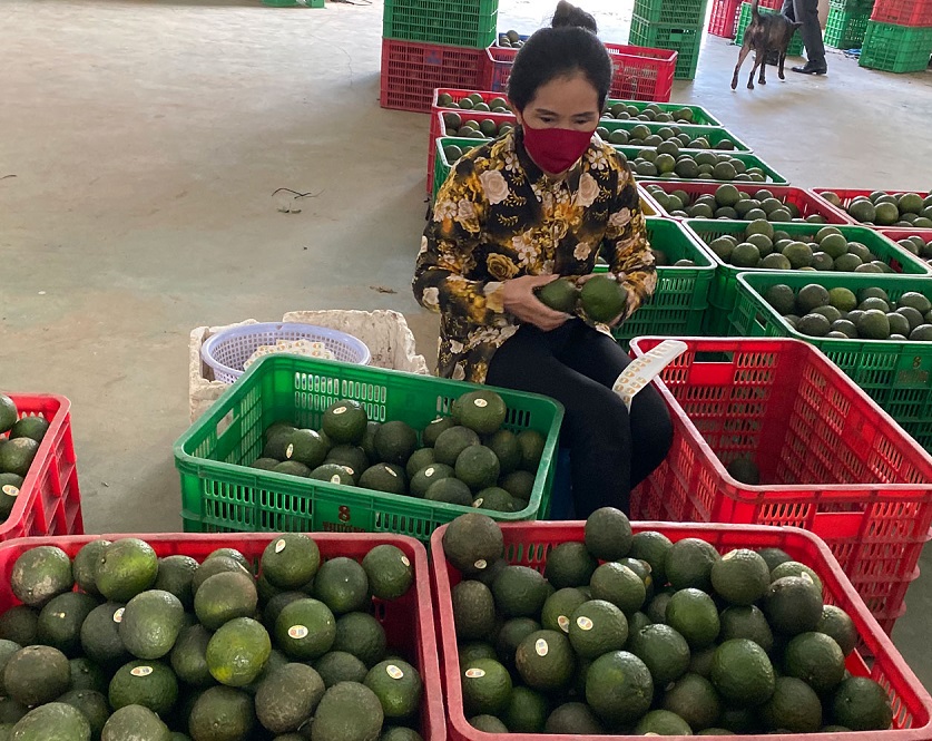 Tập trung nguồn lực hỗ trợ HTX phục hồi và phát triển