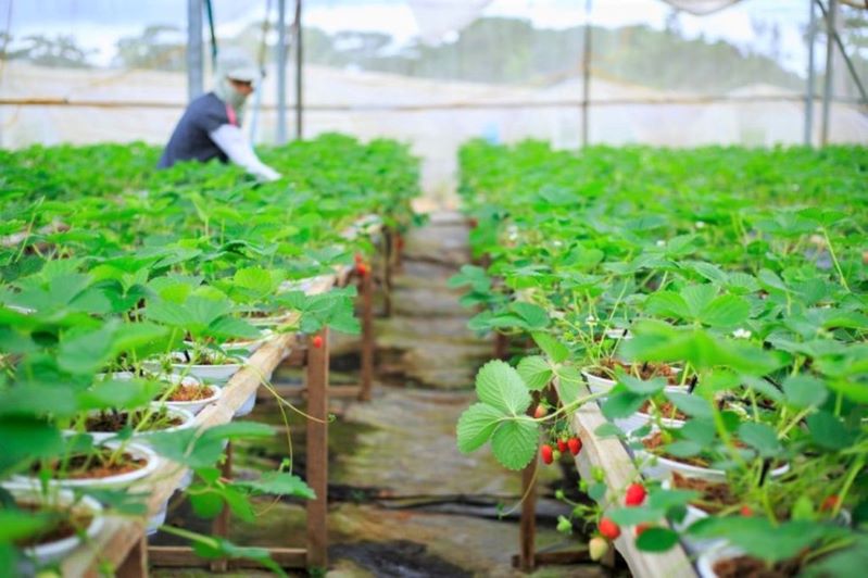 Bước tiến dài trong sản xuất sạch ở Lào Cai