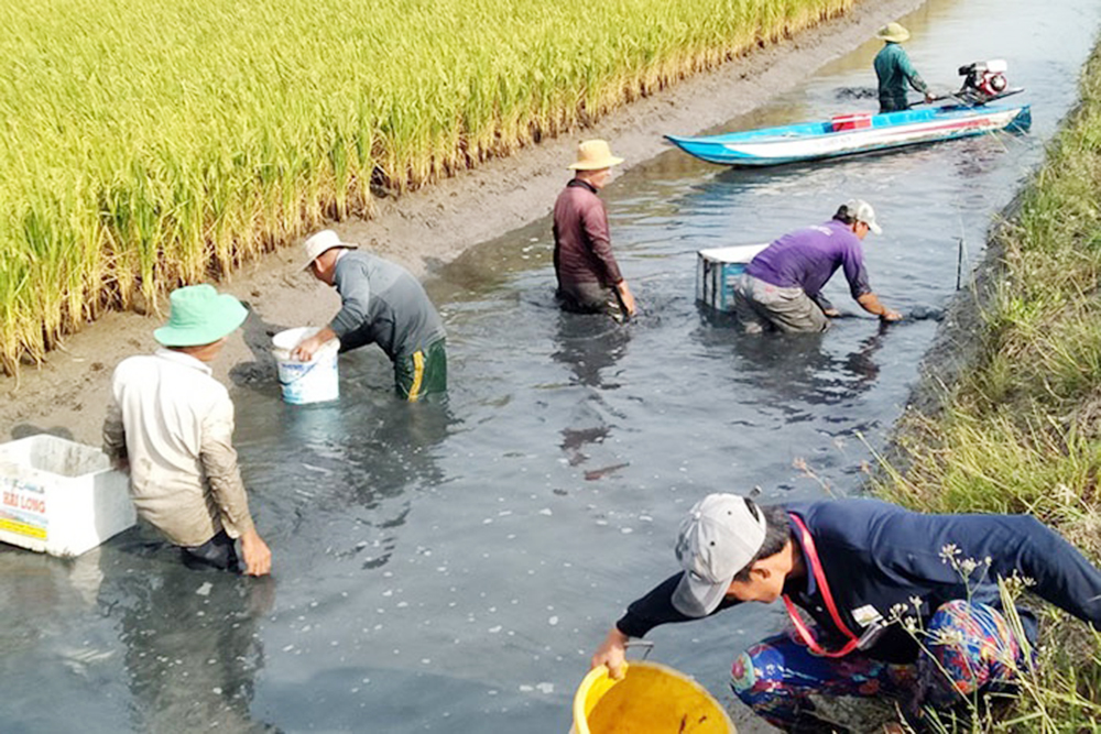 Mô hình cá – lúa cho hiệu quả cao ở Hà Trung