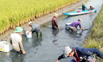 Mô hình cá – lúa cho hiệu quả cao ở Hà Trung