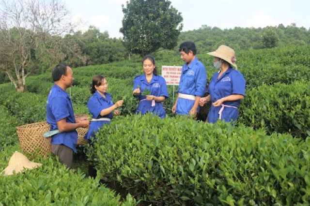 Sản xuất theo chuẩn tăng giá trị chè Đồng Hỷ