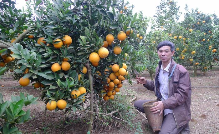 Nông nghiệp bền vững trên đất Chiềng Ban