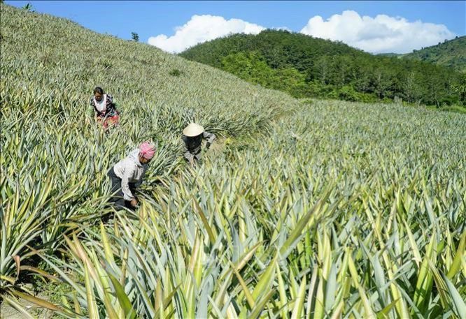 Dứa Mường Chà vững đầu ra nhờ làm VietGAP