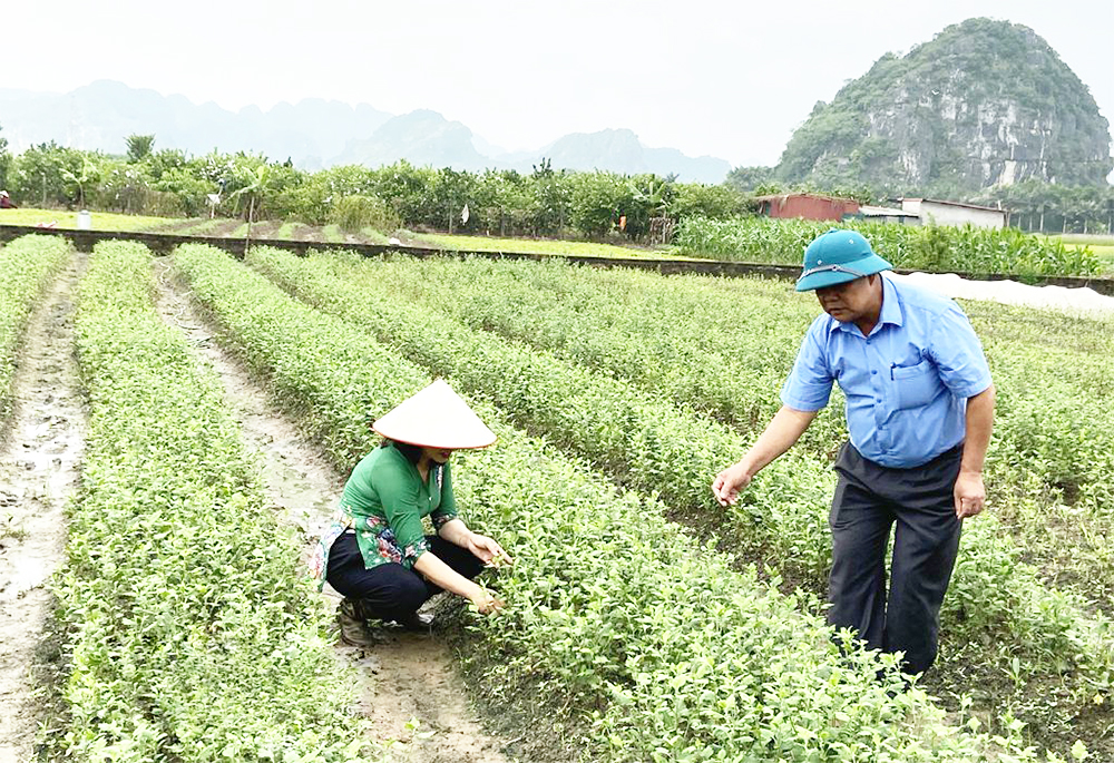 HTX là điểm tựa cho nông nghiệp sạch ở Ninh Tiến