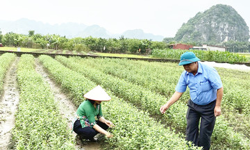 HTX là điểm tựa cho nông nghiệp sạch ở Ninh Tiến