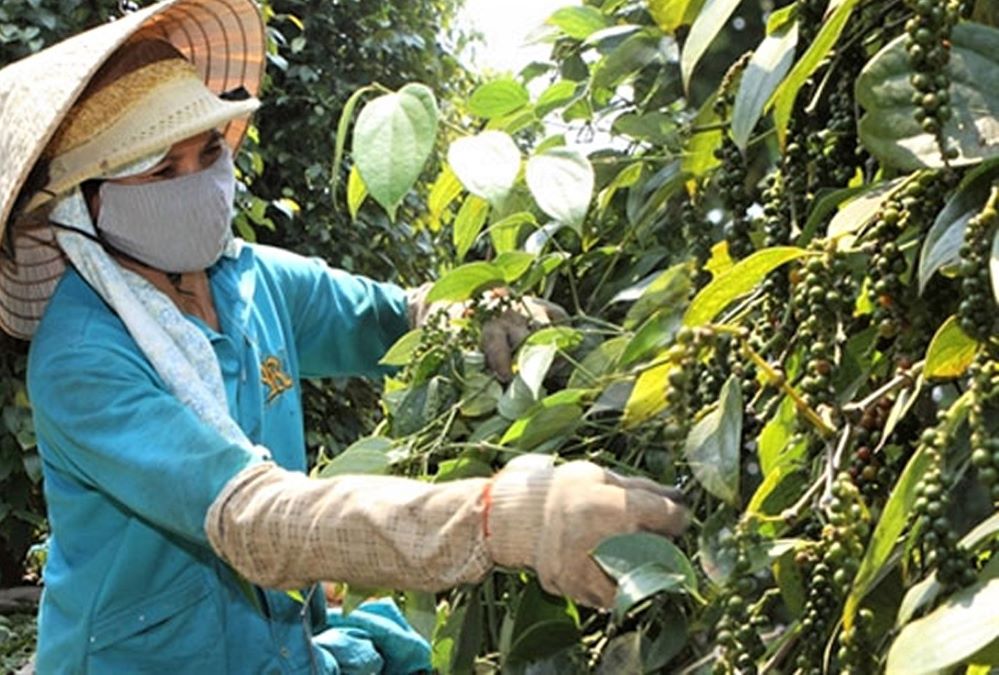 Dự báo giá tiêu duy trì 'đỉnh cao' trong năm 2022, song cẩn trọng đối thủ Brazil