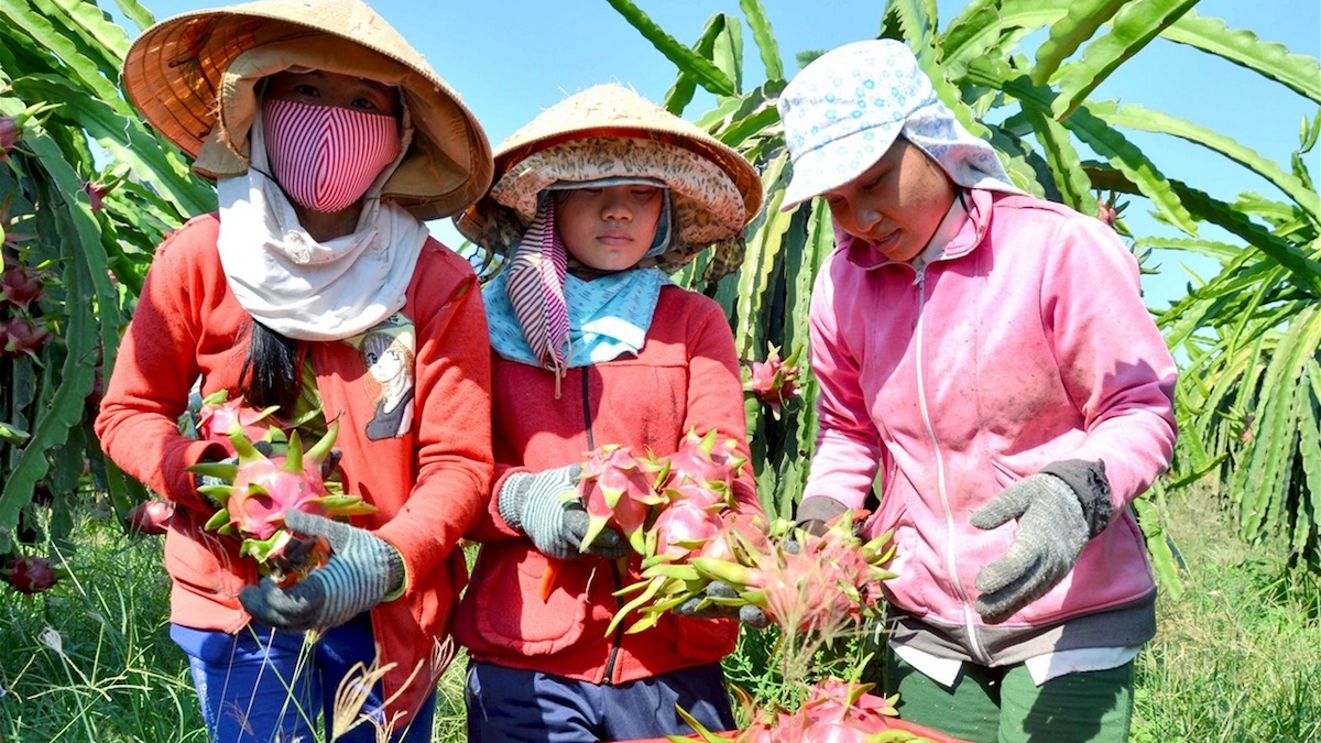 Giá 1kg thanh long rẻ hơn mớ rau, khẩn cấp tìm thêm thị trường