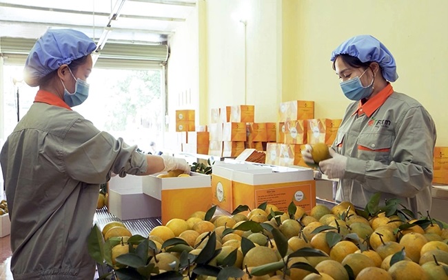 HTX thích ứng để phát triển bền vững