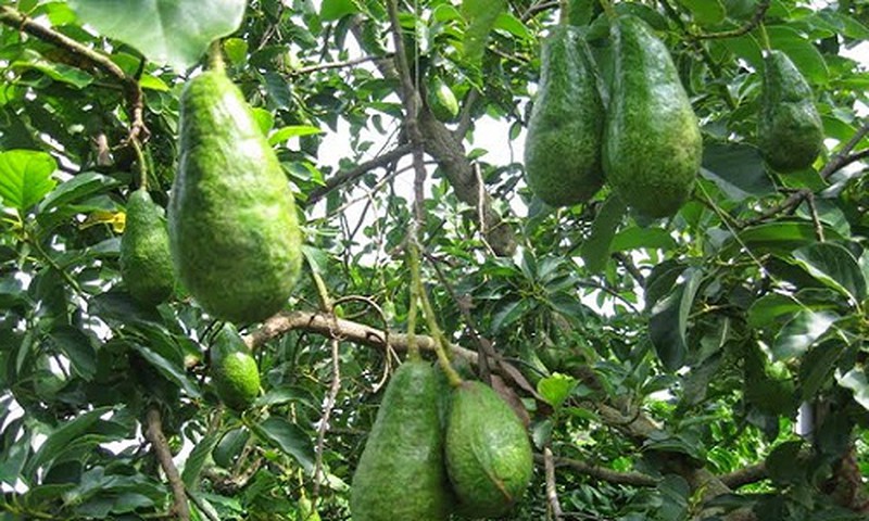 Lần đầu tiên bơ đông lạnh Việt Nam sang Australia, bán giá 120.000 đồng/kg