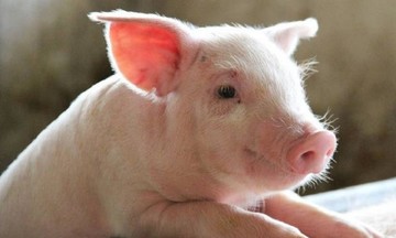 Giá lợn hơi tăng 2.000 đồng/kg nhưng chưa bền vững