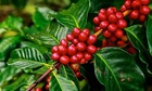 Giá cà phê giảm tiếp 500 đồng/kg, người nông dân thêm lo lắng