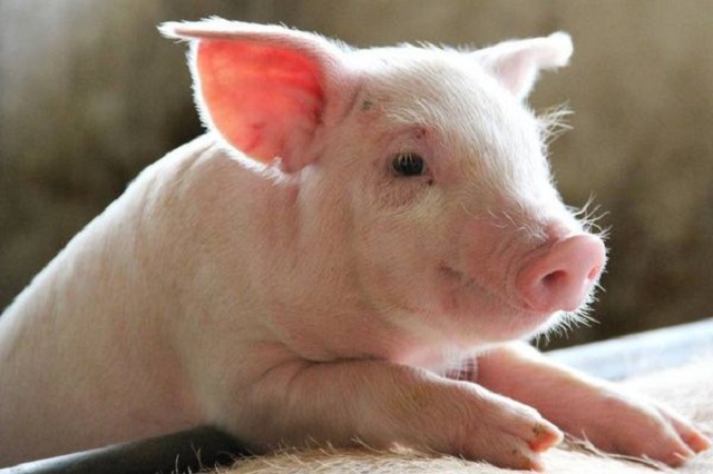 Đạt mức cao nhất 57.000/kg, giá lợn hơi đang trên đà tăng