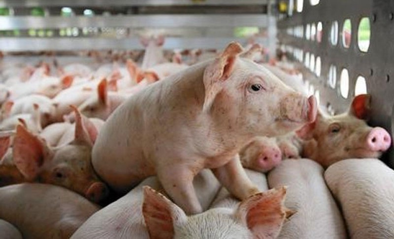 Giá lợn hơi tăng 1.000-2.000 đồng/kg, nhu cầu thị trường nóng dần
