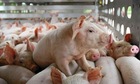 Giá lợn hơi tăng 1.000-2.000 đồng/kg, nhu cầu thị trường nóng dần