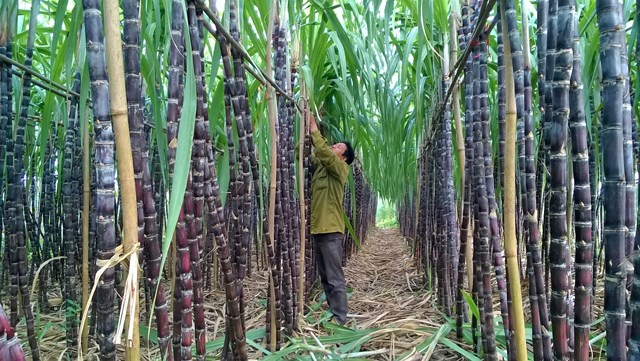 Nông dân muốn nói 'zero' với trồng mía vì phân chia lợi nhuận không đều