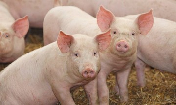 Trước Tết một tuần, hộ chăn nuôi phấn khởi khi giá lợn hơi tăng lên mốc 59.000 đồng/kg