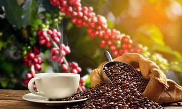 Giá cà phê tăng 300 đồng/kg giúp người trồng tích cực đầu tư cho sản xuất