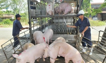 Cận Tết sức tiêu thụ lợn hơi tăng khoảng 10-15%, giá cao nhất 59.000 đồng/kg