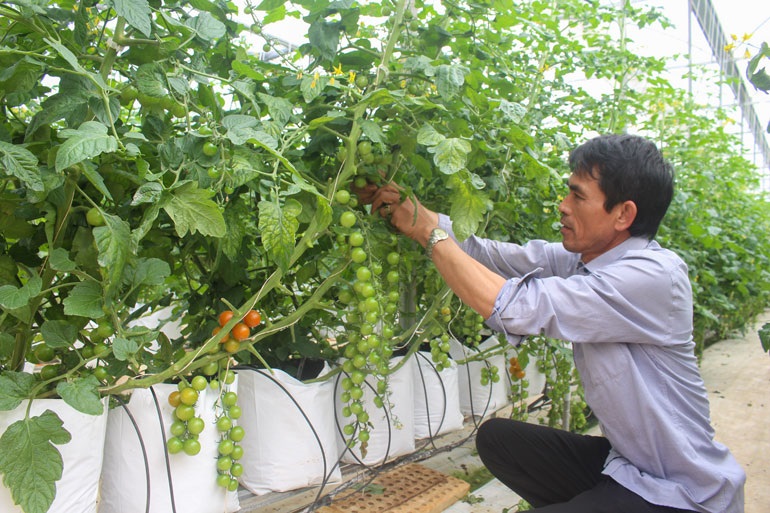Bước chuyển tích cực của HTX thích ứng tình hình mới