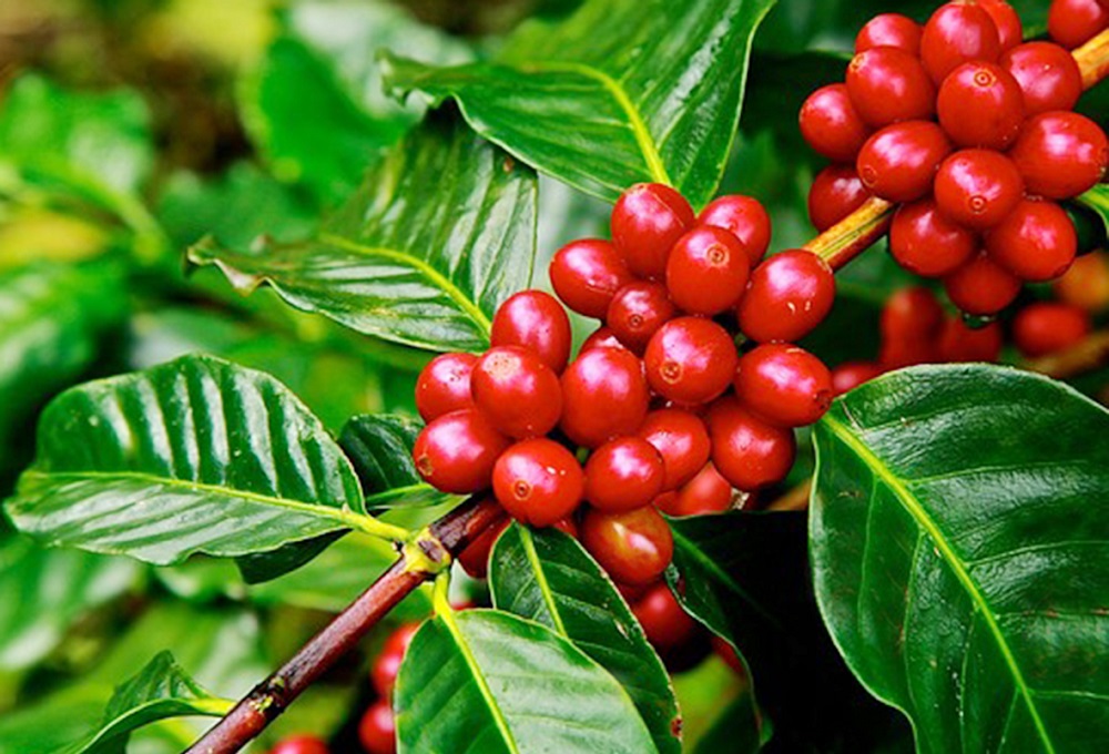 Giá cà phê tăng nhẹ 200 đồng/kg